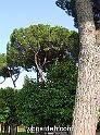 wbgarden roma pines 167